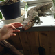Illustration for article titled A Look Inside Japans Reptile Cafes